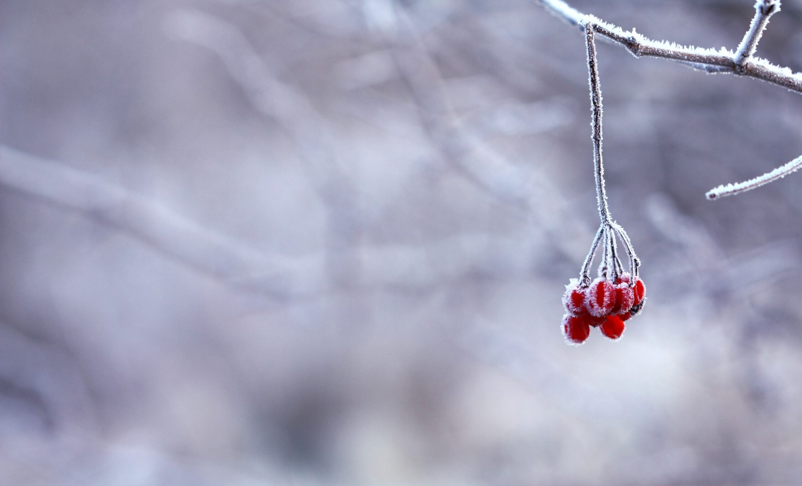 berries-blur-cold-64705