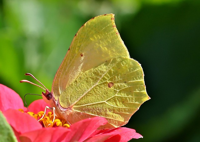 butterfly-8205700_640 butterfly-8205700_640