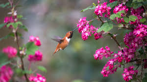 hummingbird pic hummingbird pic